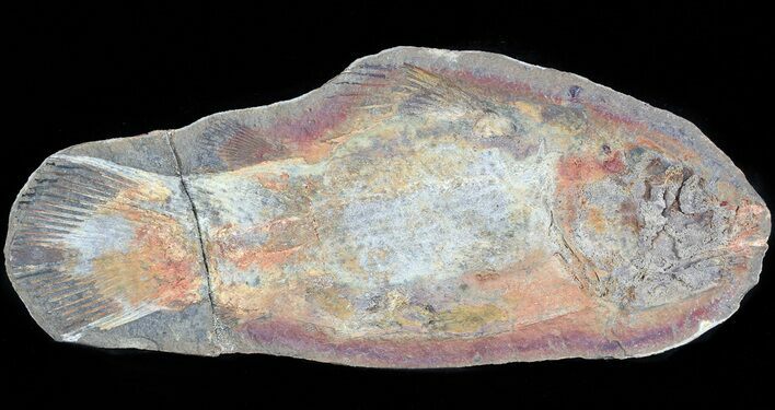 Triassic Coelacanth (Whiteia woodwardi) - Madagascar #45869